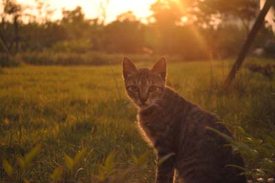 image for Does your cat go nuts at night?