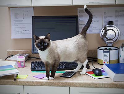 image for 7 Jobs That Were Made for Cats