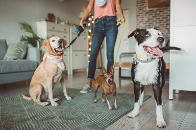 image for Ready to travel? Choose the best pet sitter for your pets!
